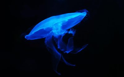 新片场ai电影专区·深海纪录电影中荧光水母在幽深海底漂浮的梦幻画面，蓝紫色光晕迷人